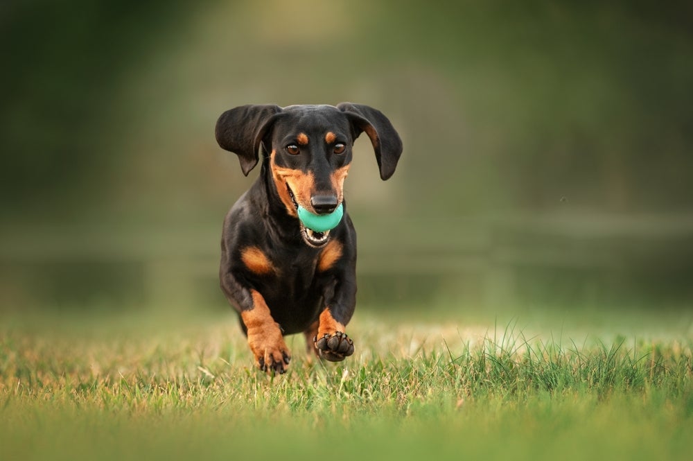 O Dachshund tem orelhas bem grandes que contrastam com seu porte compacto