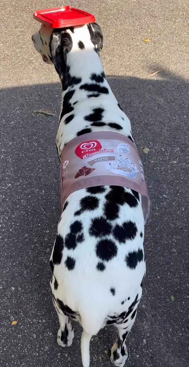 Dálmata e sorvete de flocos tem tudo a ver (Créditos: Instagram/@florzinham1)