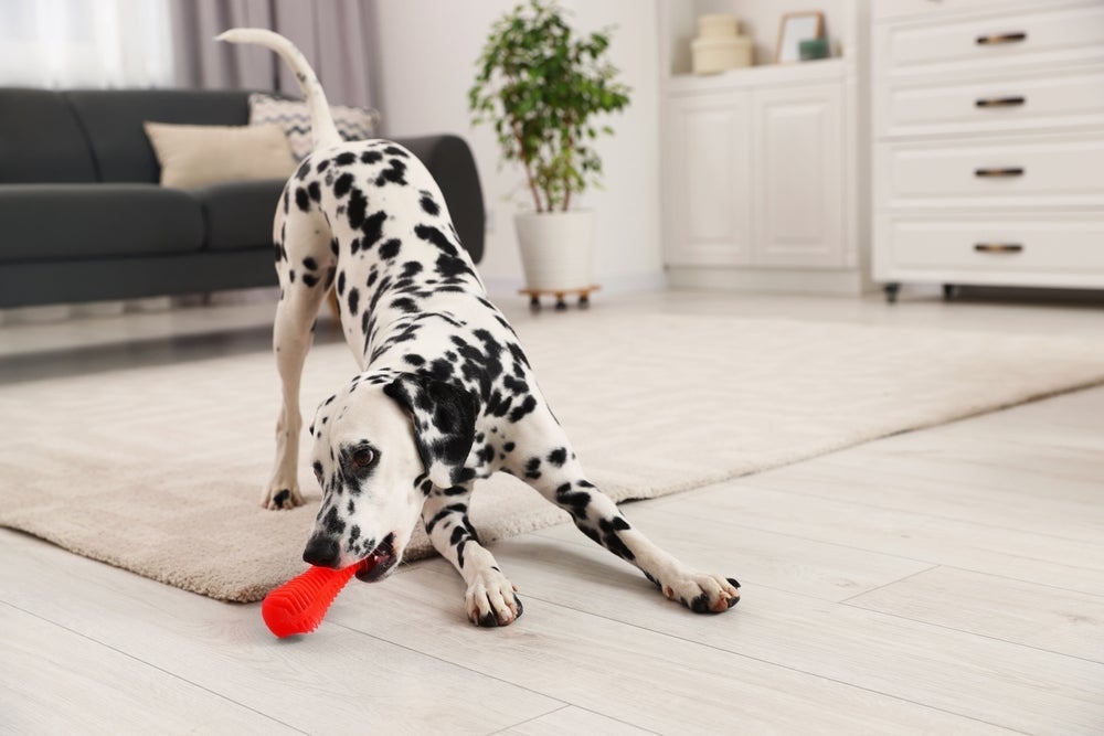 Raça Dálmata: personalidade energética do cão pede muita atenção