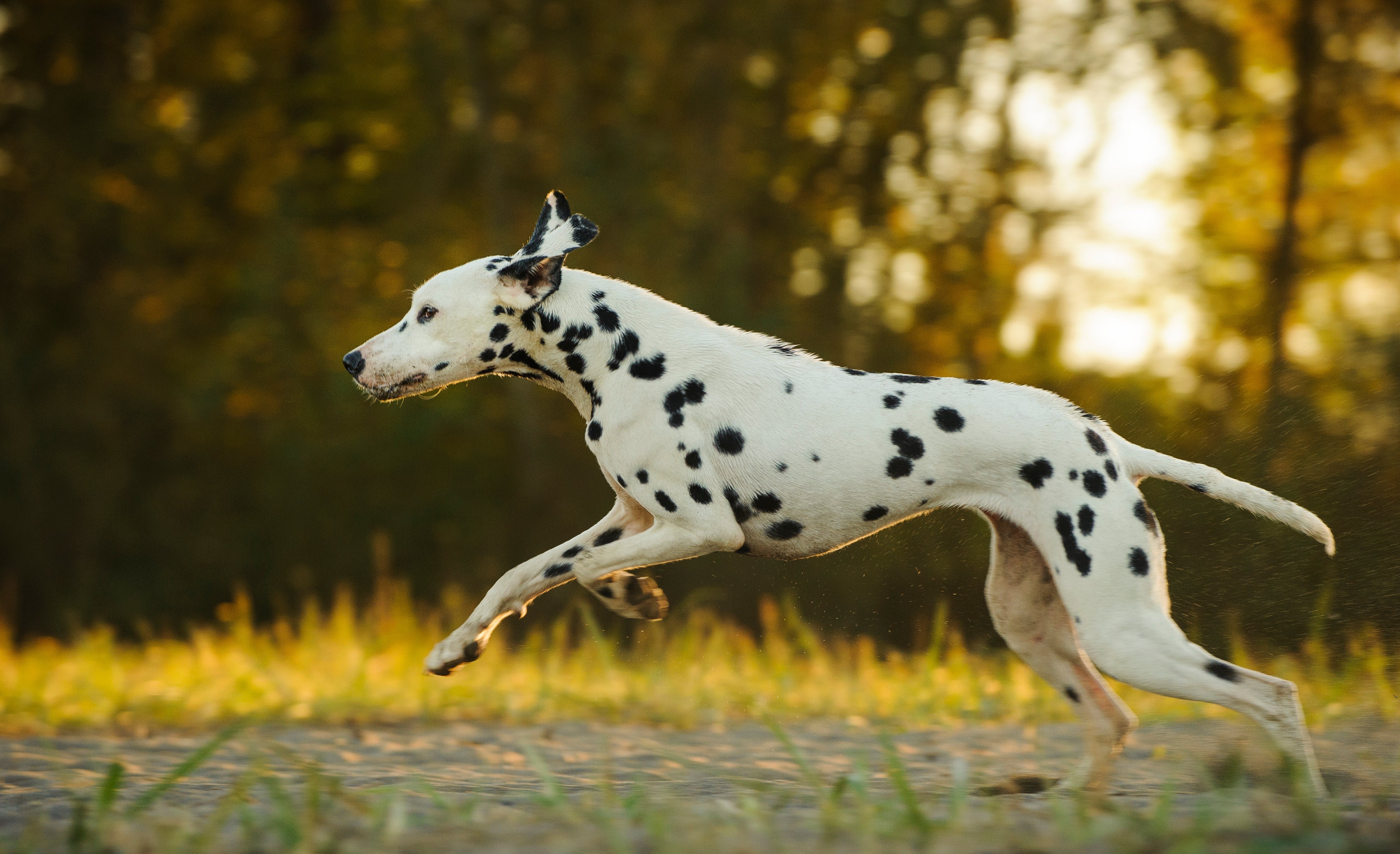 O Dálmata adora correr e é perfeito para tutores esportistas