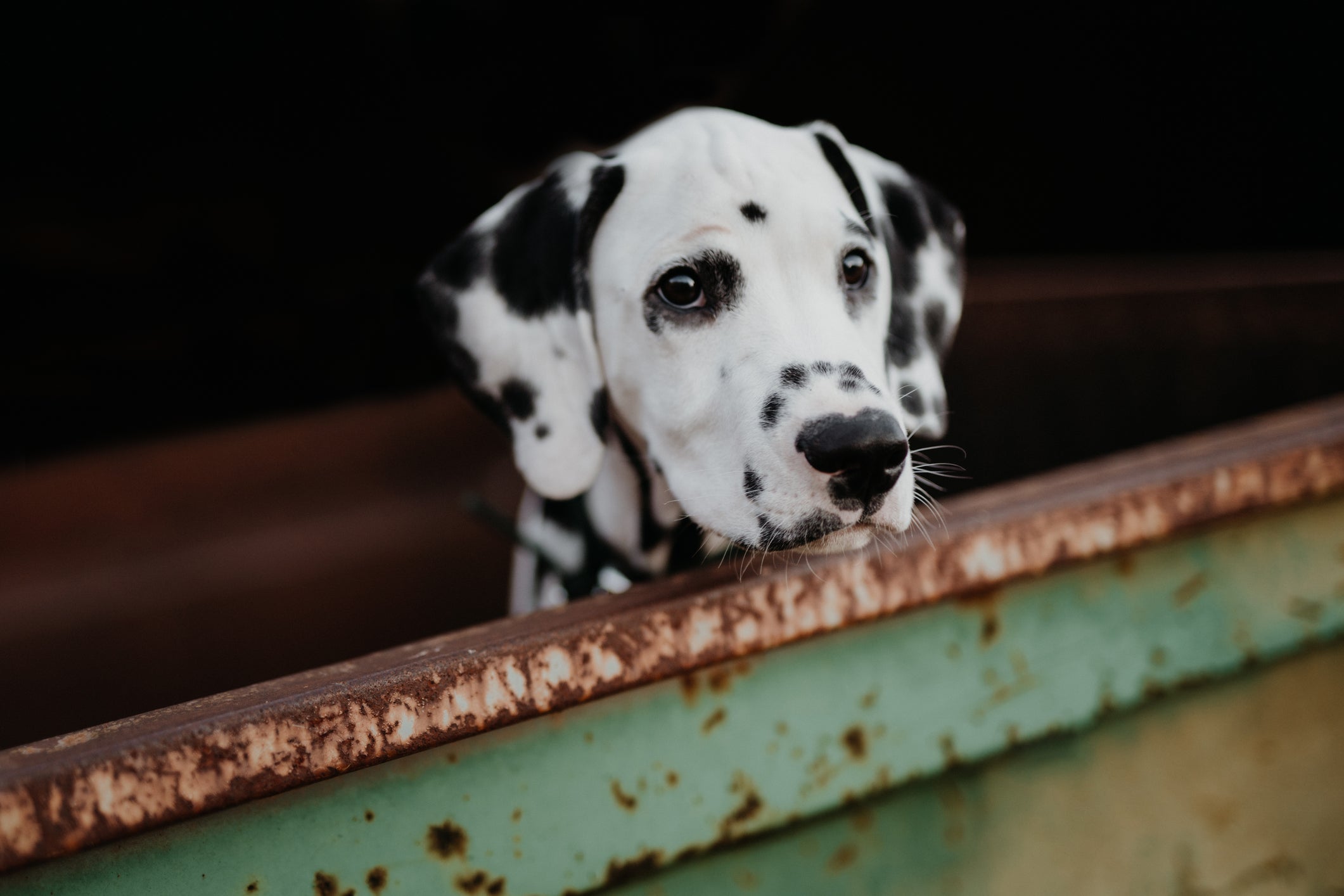 O Dálmata é uma das raças de cachorro que não se dá bem com desconhecidos