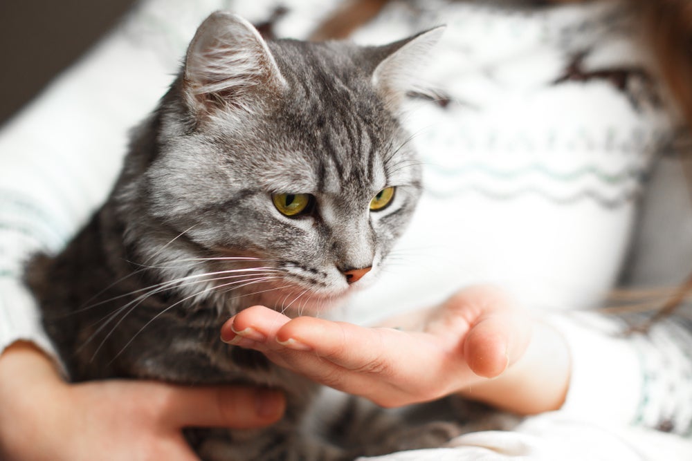 Para garantir que você conseguiu dar comprimido para gato certinho, veja se o pet lambeu o focinho