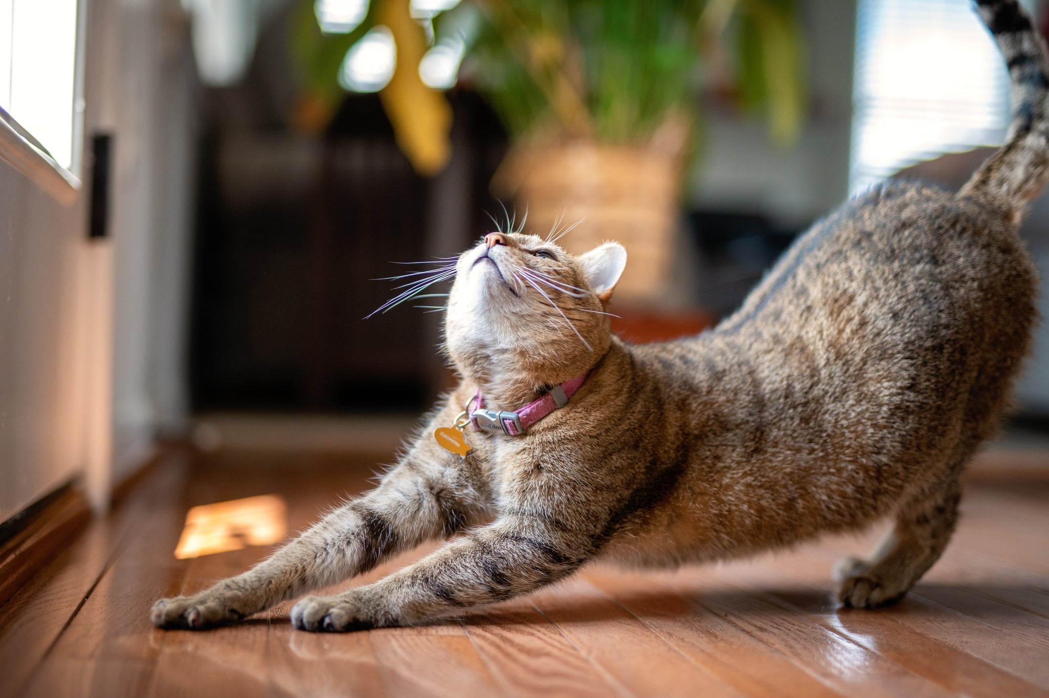 De quanto em quanto tempo a gata entra no cio: em média, isso ocorre a cada 2 meses