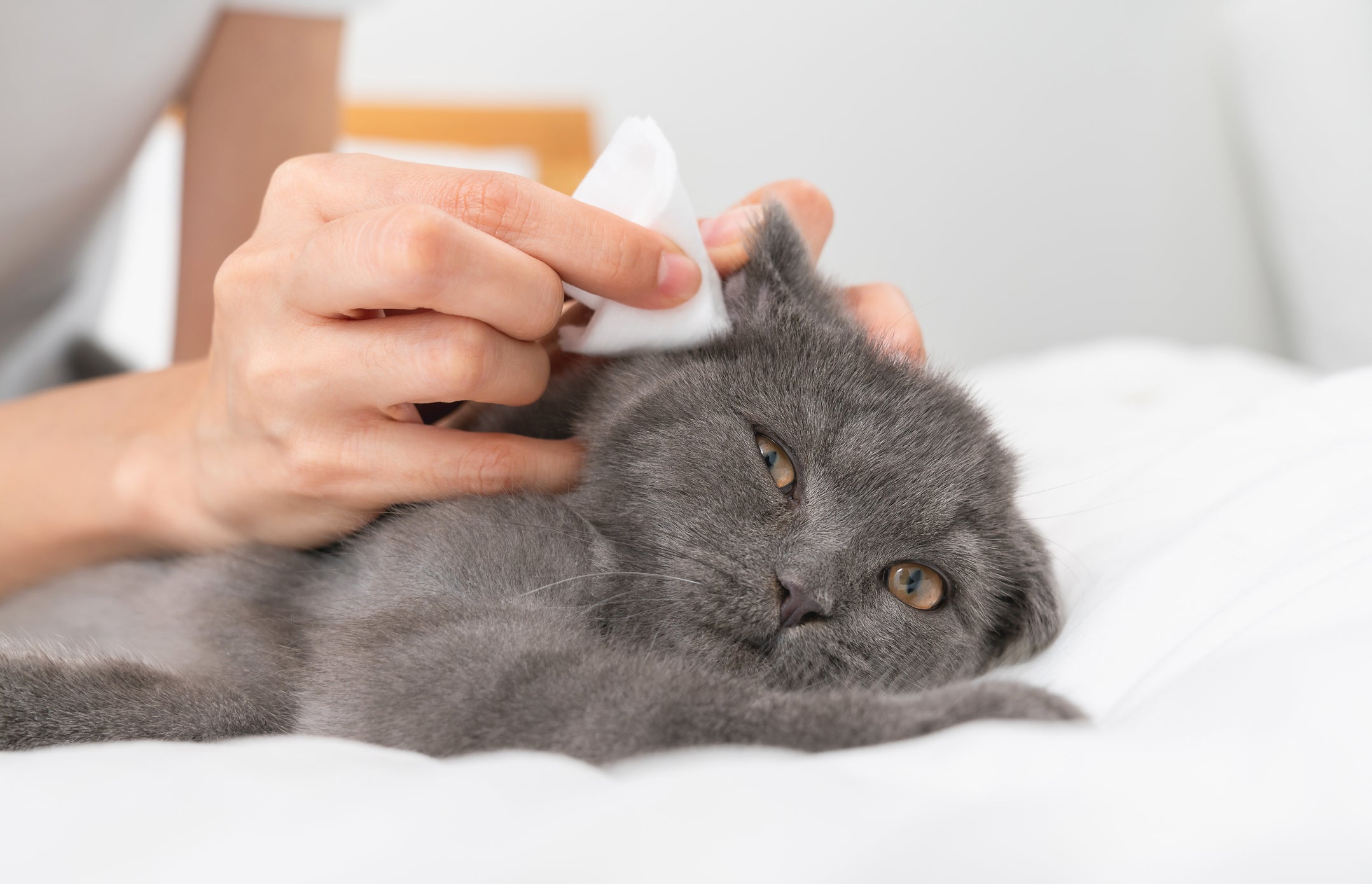 O temperamento de um gato cinza costuma ser bem extrovertido, mas ao mesmo tempo calmo