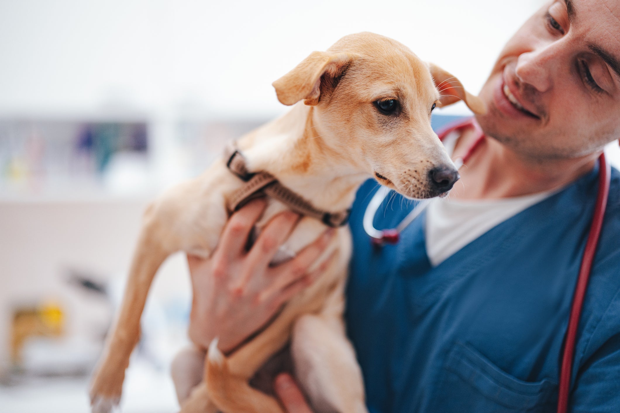 Só um veterinário pode tratar fungos no cachorro da maneira correta