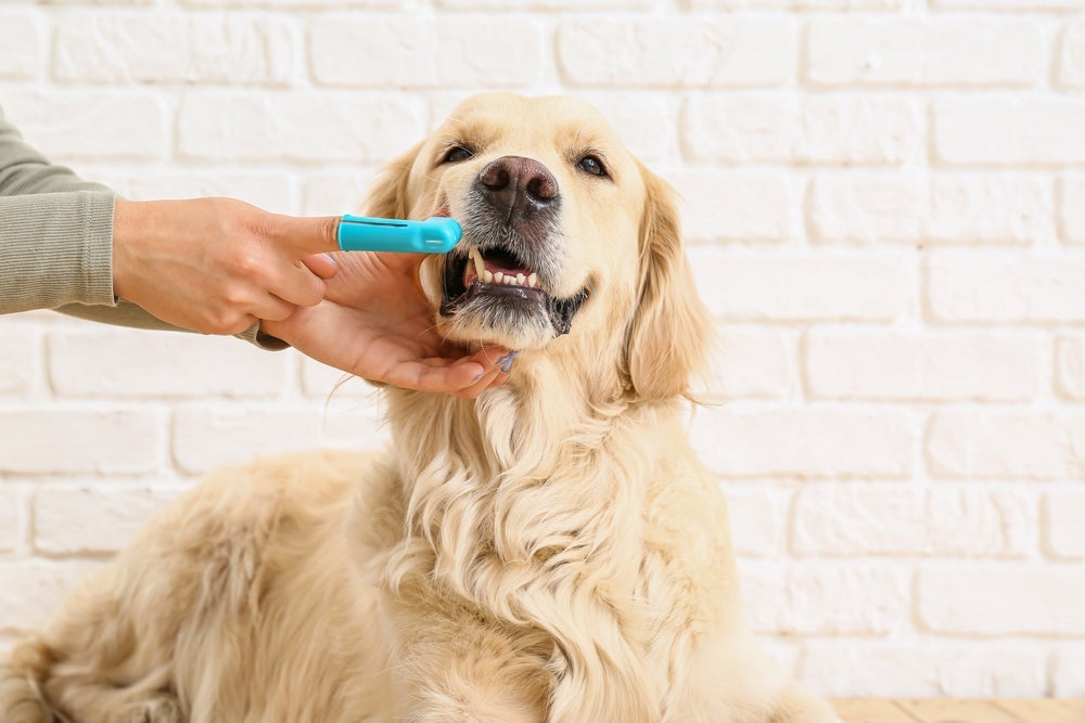 Escovar dente de cachorro previne o aparecimento de doenças bucais