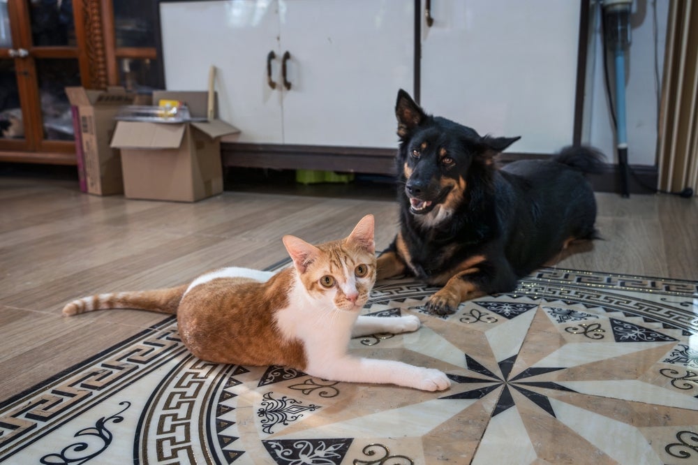 Dedetização: pulgas e carrapatos devem ser eliminados para evitar problemas para cães e gatos