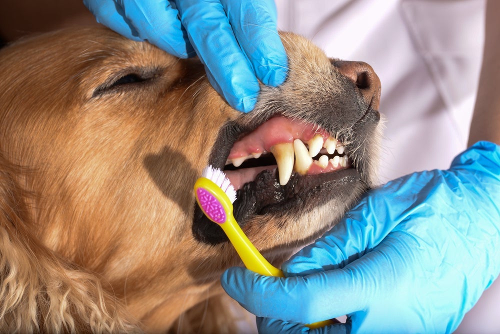 A idade de cachorro pode ser descoberta analisando os dentes do pet
