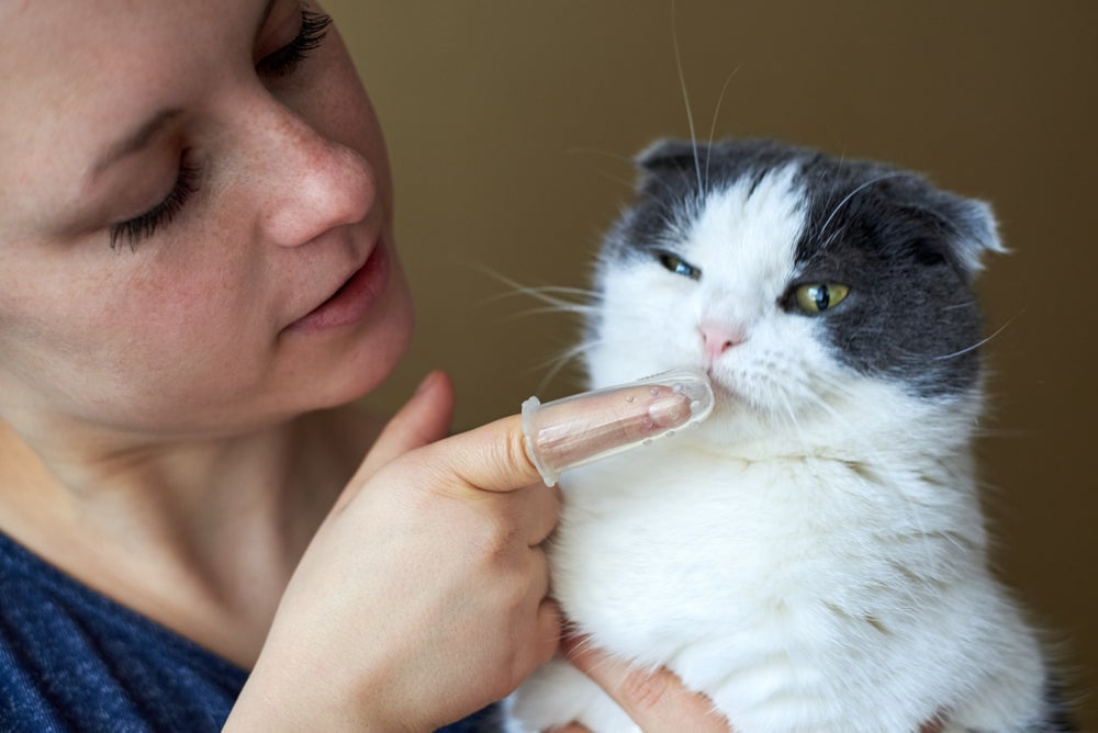 Antes de escovar o dente de gato, permita que o filhote se acostume com a escova