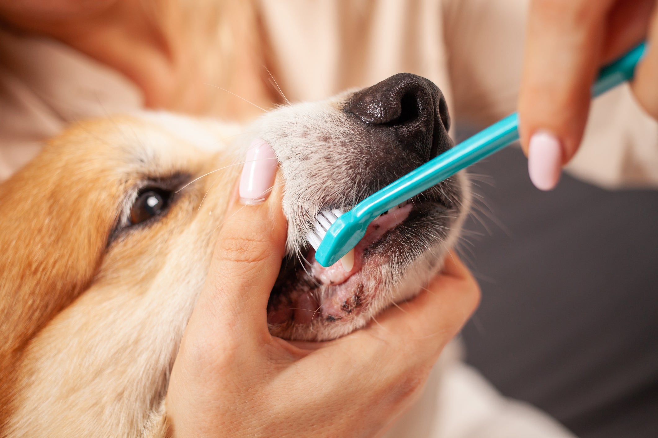 Escovar dente de cachorro deve fazer parte da rotina e é indispensável para a saúde bucal do seu amigo