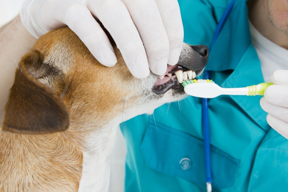 É importante escovar os dentes de cachorro diariamente ou, pelo menos, 3 vezes na semana