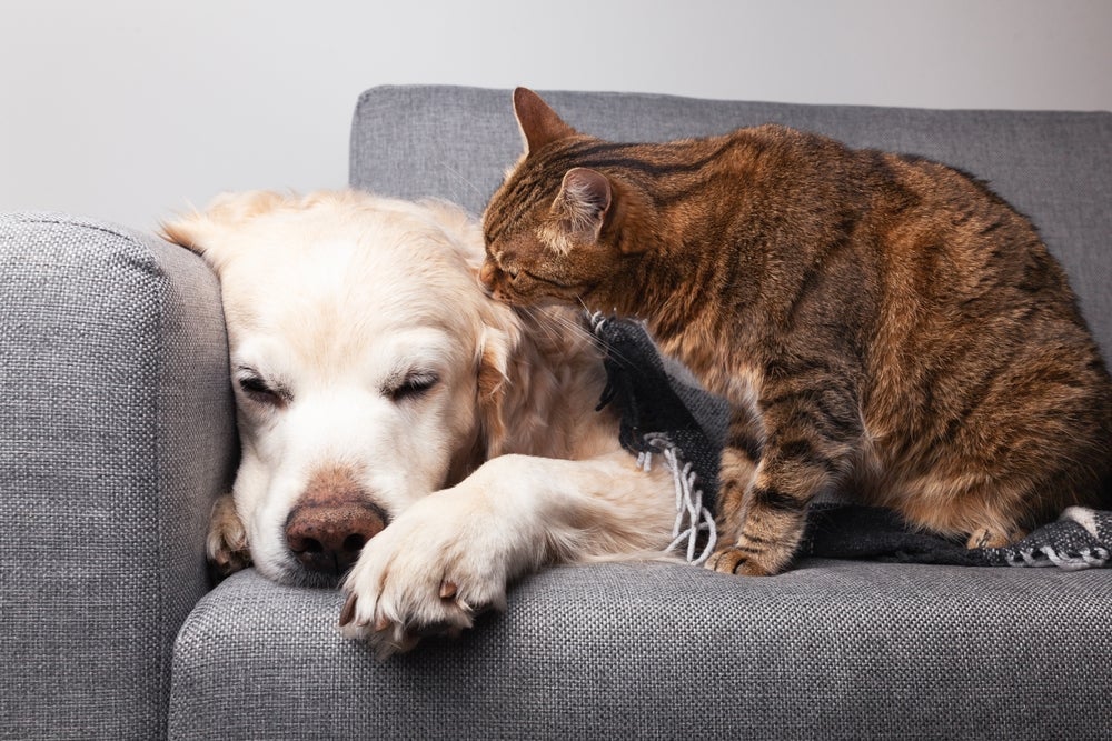 A ansiedade em cachorro e gato pode acontecer em pets que não ficam bem sozinhos