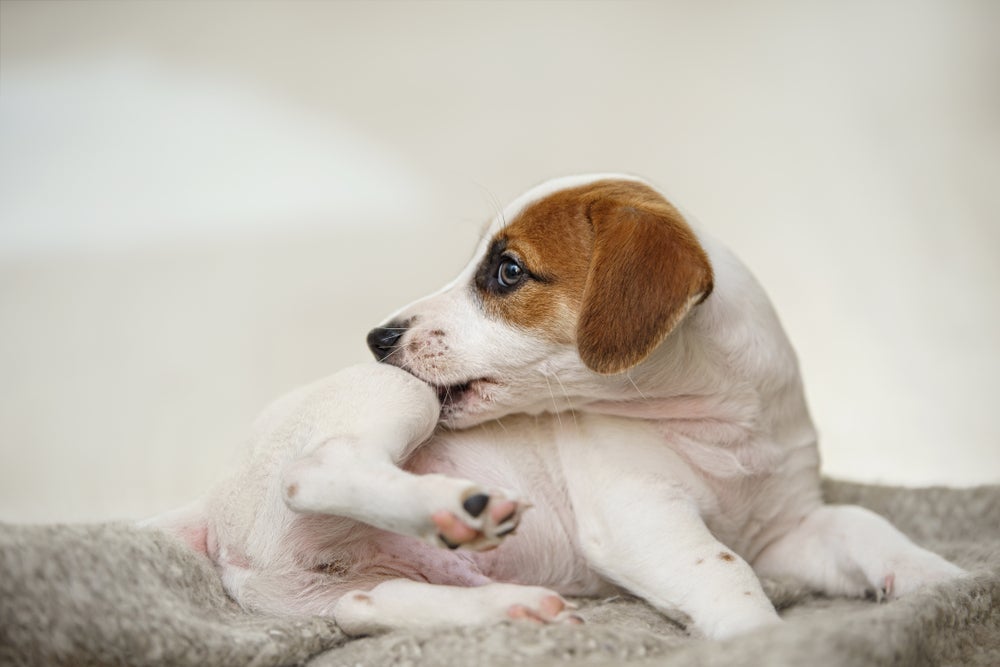 Dermatite atópica canina: fique de olho nos sintomas como cachorro coçando a pata.
