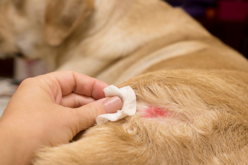 Além da coceira intensa, a dermatite canina pode causar vermelhidão, feridas e descamação na pele