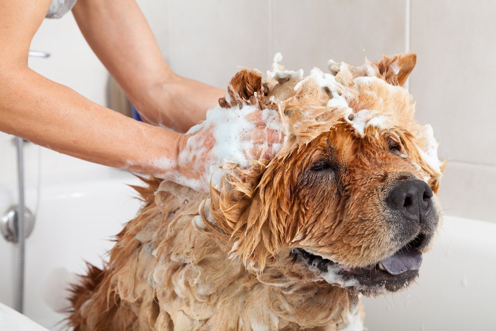 O shampoo para dermatite canina deve ser indicado por um profissional