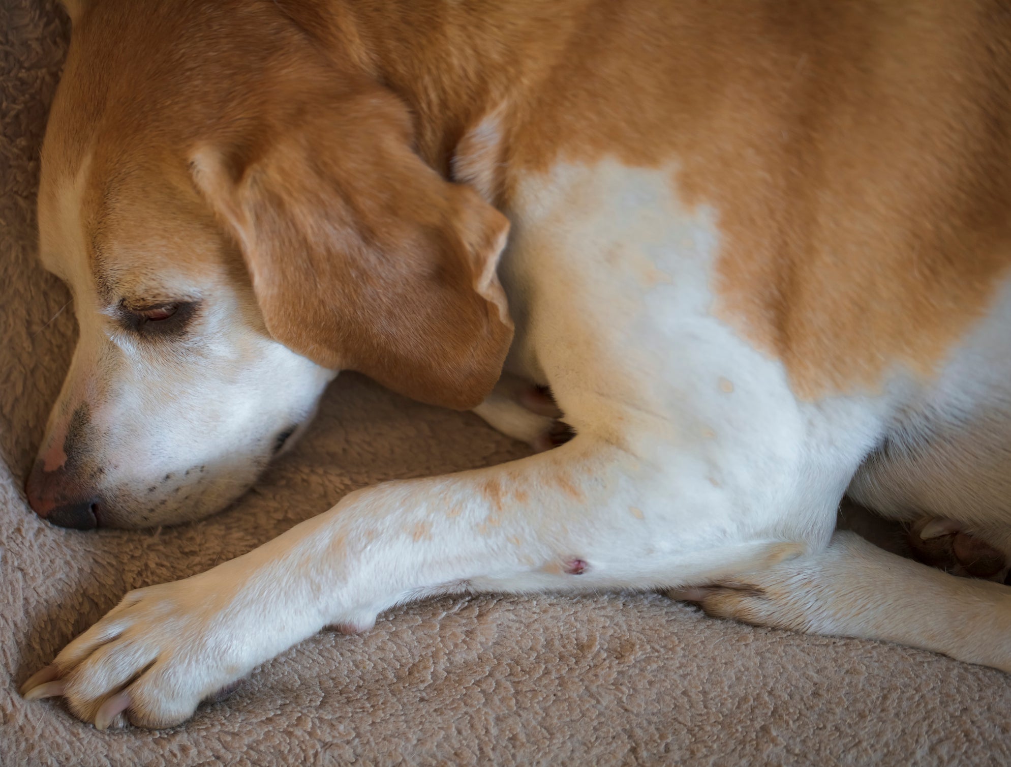 Dermatite canina: tratamento caseiro ajuda, mas evite a lambedura!