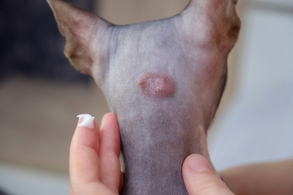 Os sintomas da dermatofitose em gatos incluem principalmente lesões arredondadas pelo corpo