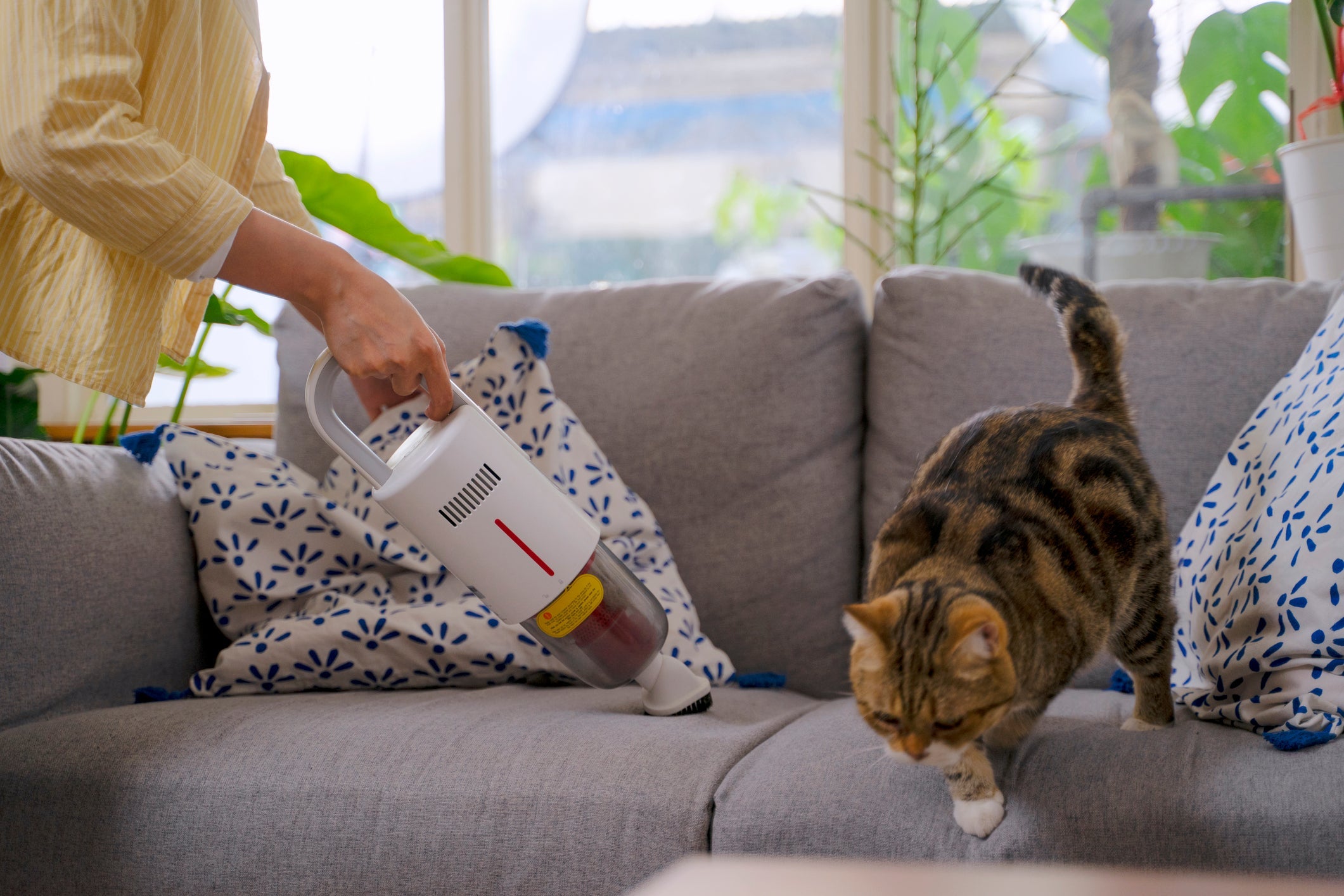 Alergia a gatos pode ser controlada com a limpeza do ambiente