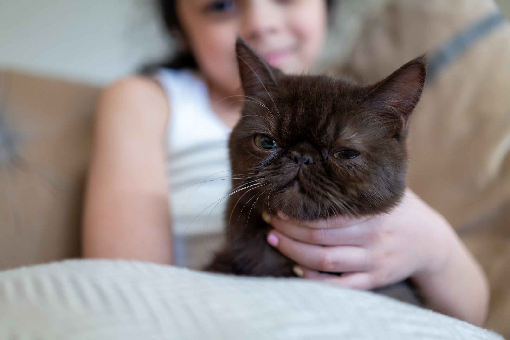 O gato Persa é simpático e não dispensa a companhia de seus humanos