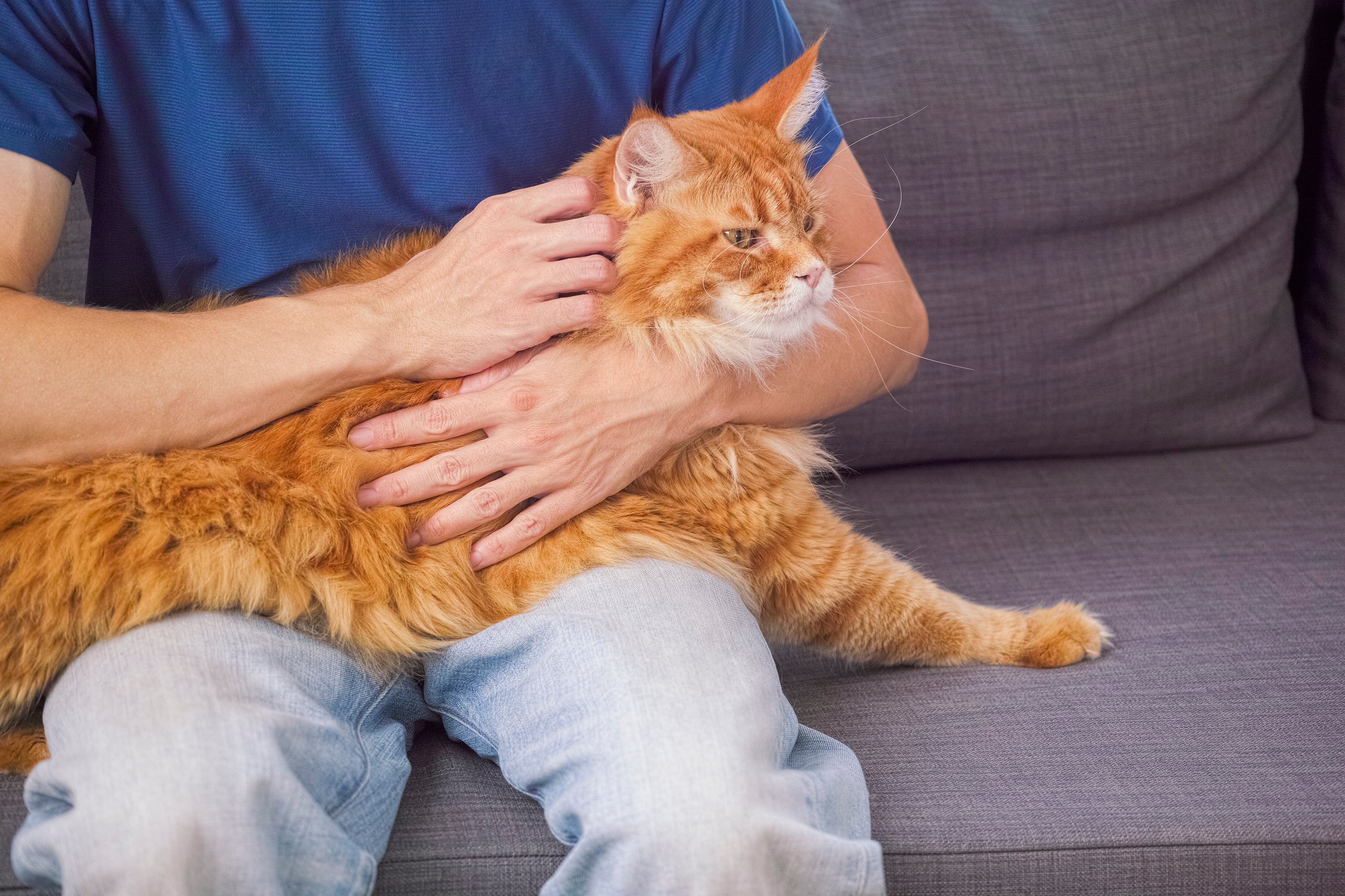 O Maine Coon pode chegar a medir 1 metro de comprimeto e seu peso fica entre 12 e 14 kg