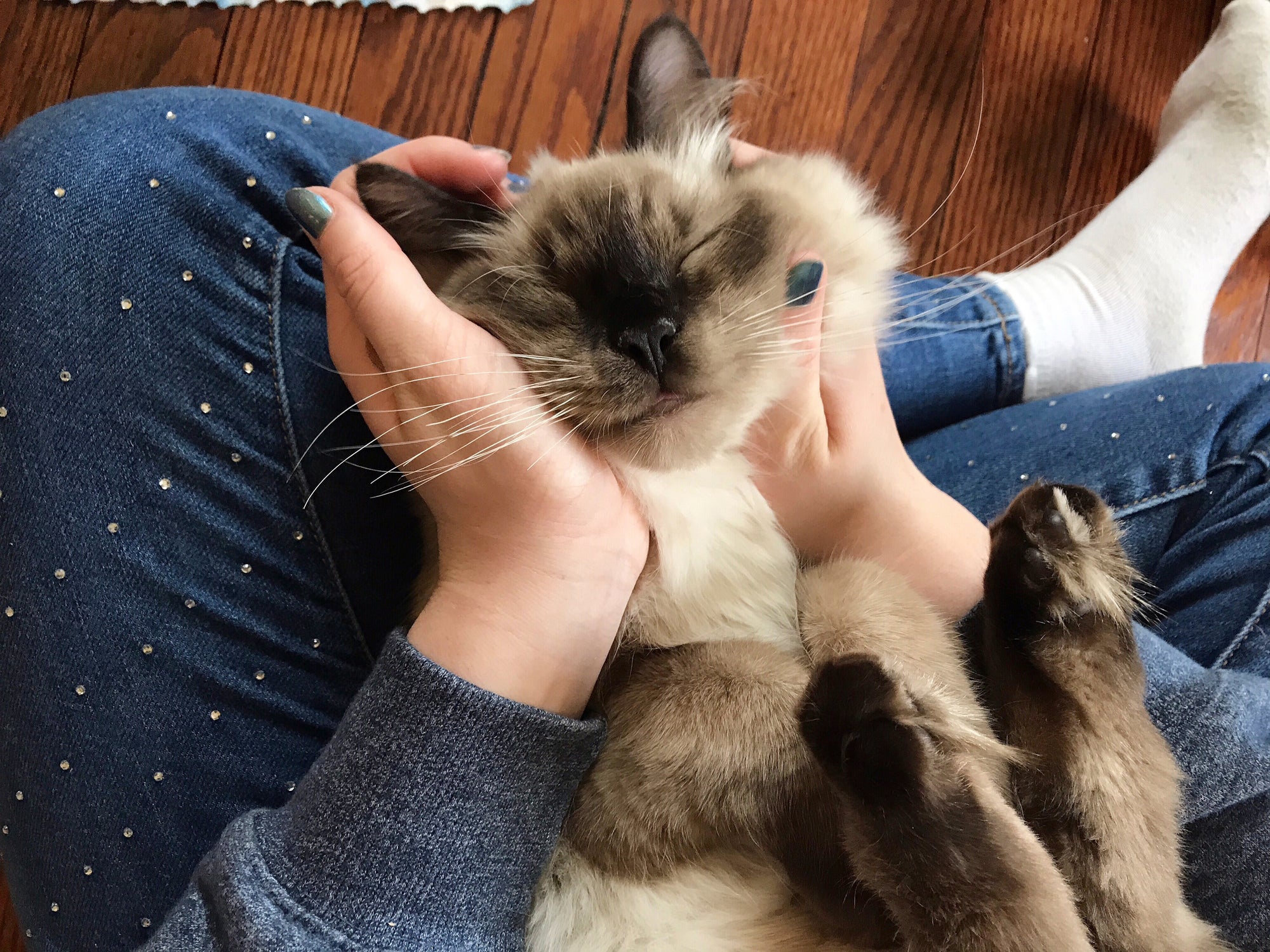 O comportamento de um gato macho ou fêmea pode nos ajudar a identificar seu sexo