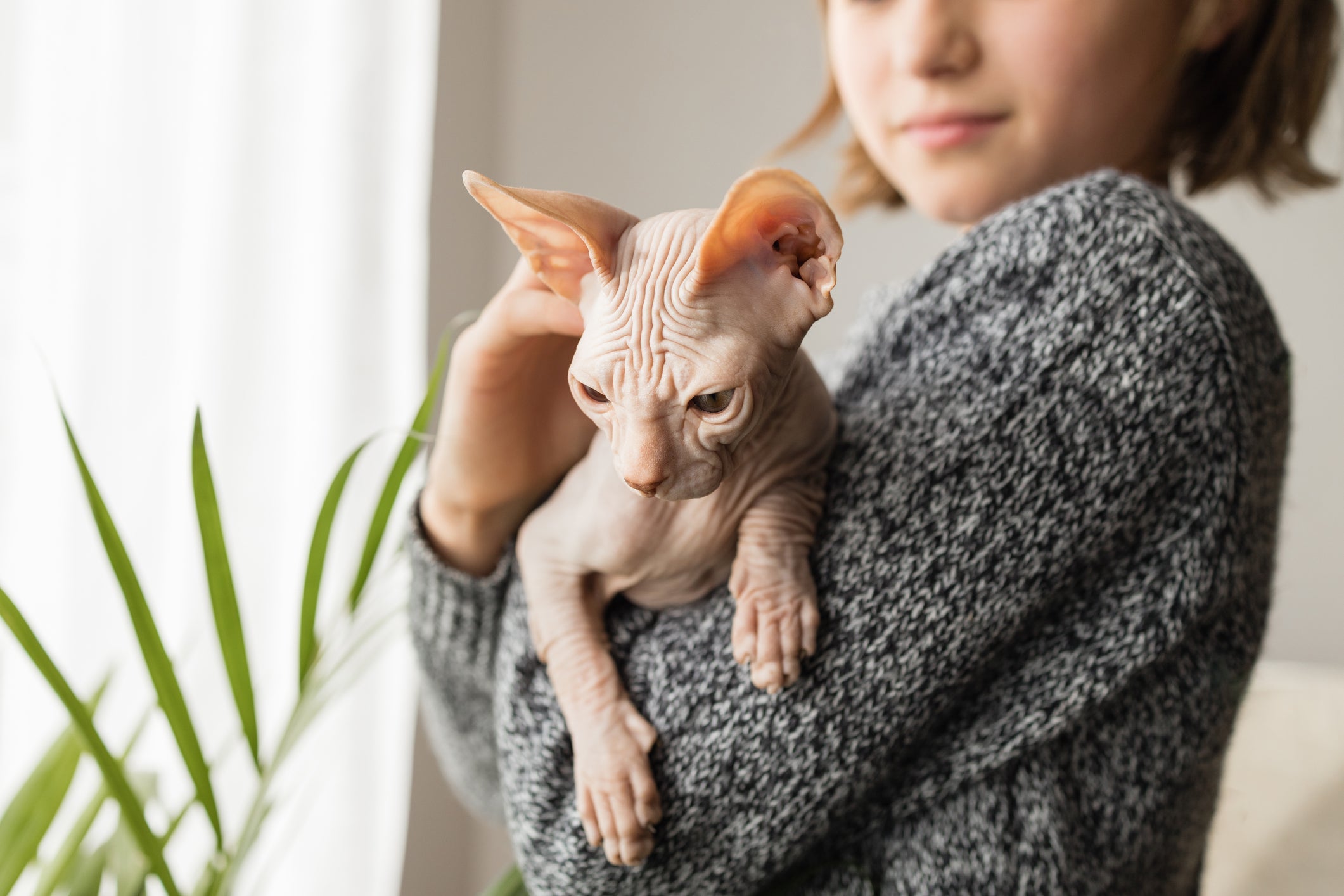 O Sphynx é um gato muito afetuoso
