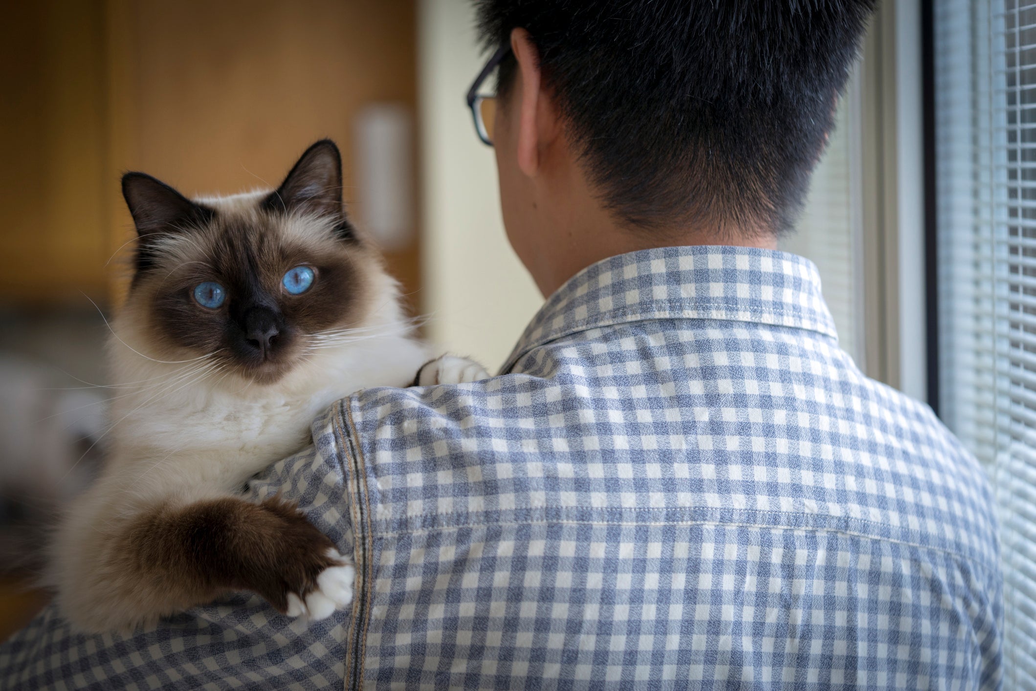 O gato Birmanês ama ficar com a famí­lia