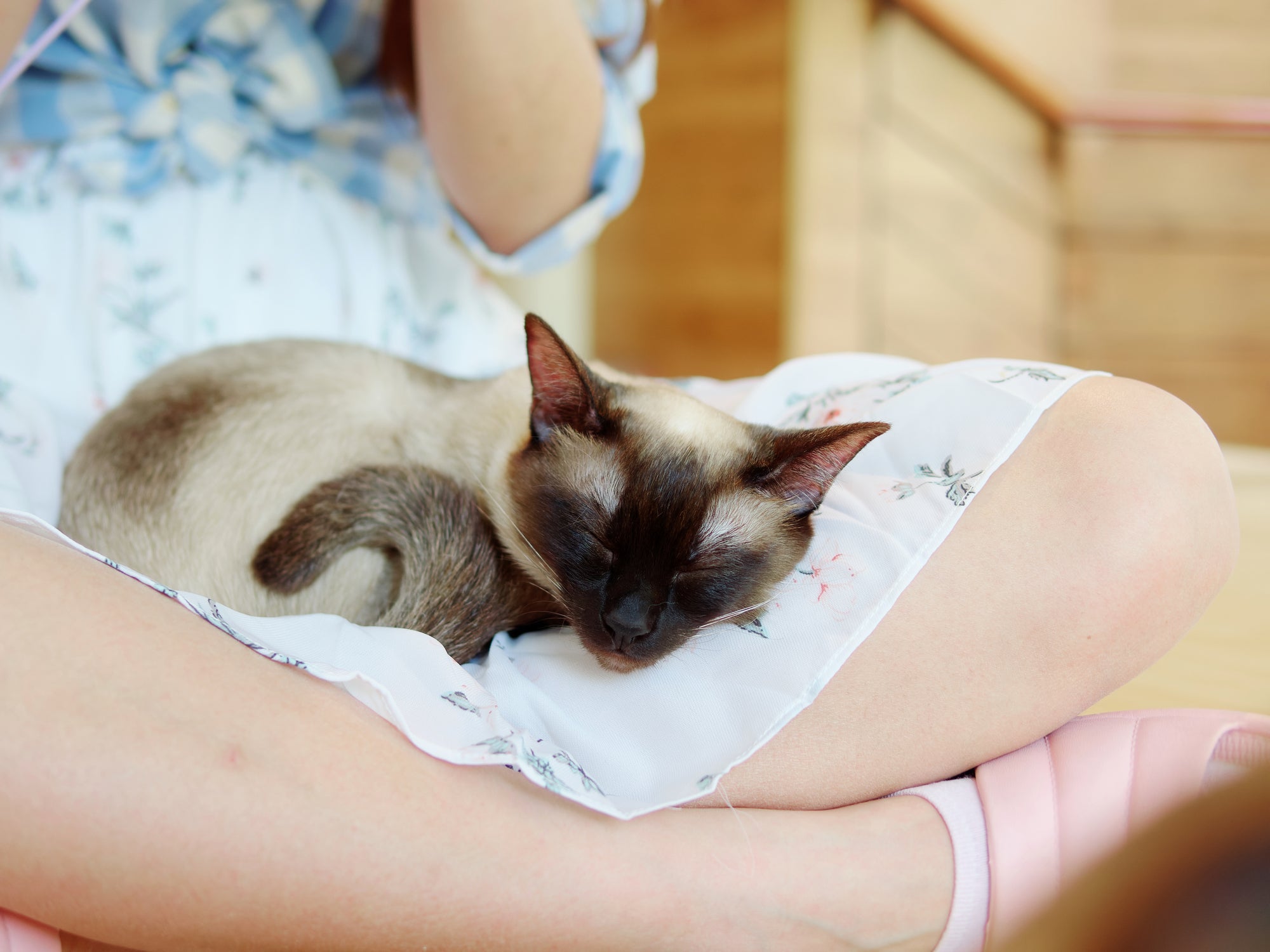 O gato Siamês é muito sociável e adora ficar no colo