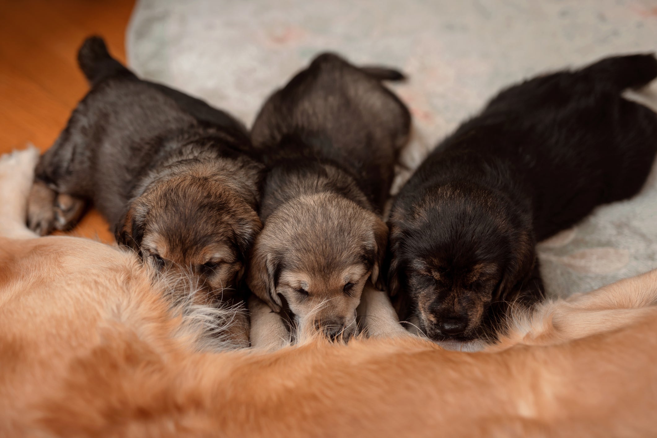 A amamentação de filhotes de cachorro é essencial para o desenvolvimento deles