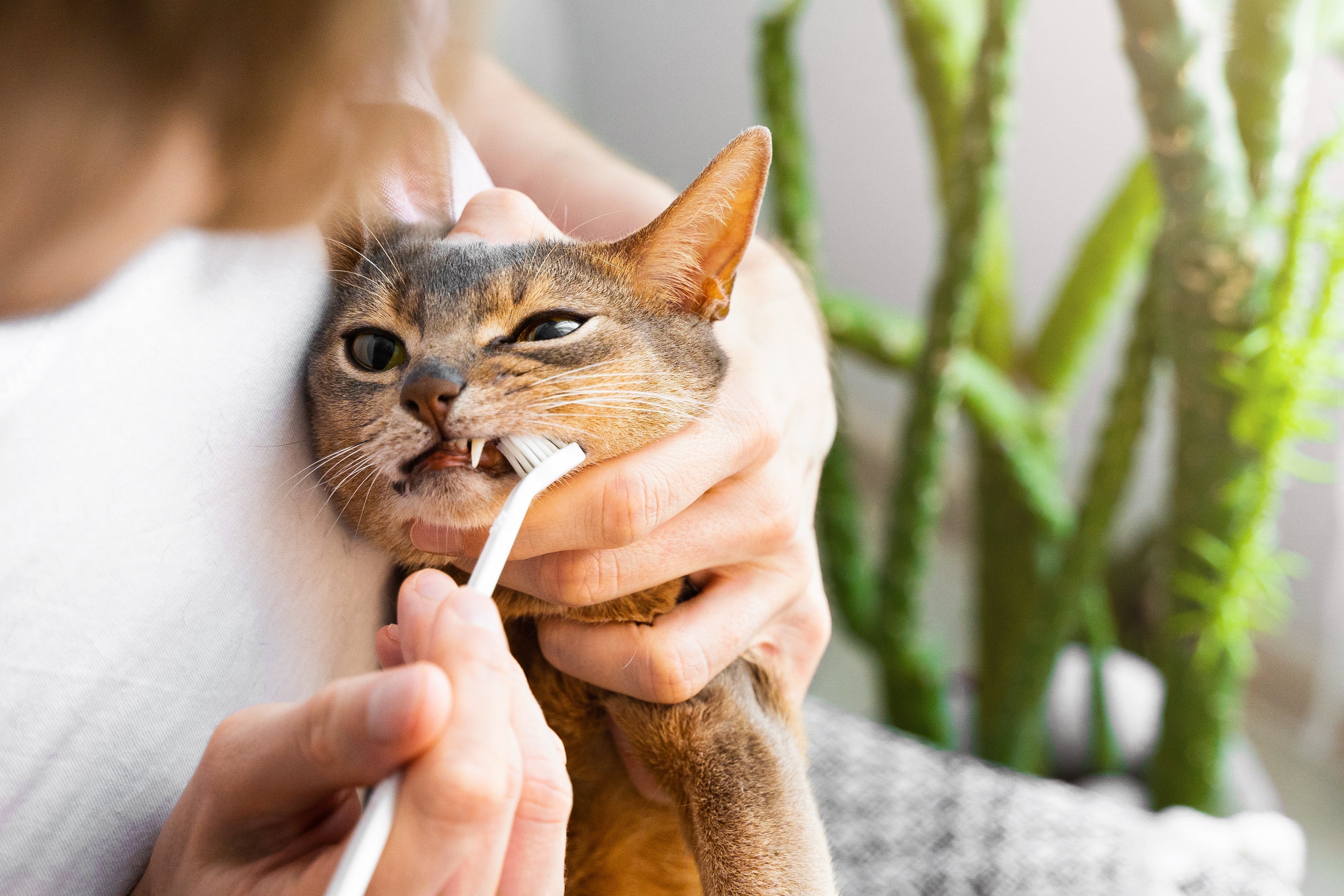 A melhor forma de como limpar dente de gato é com a escovação regular