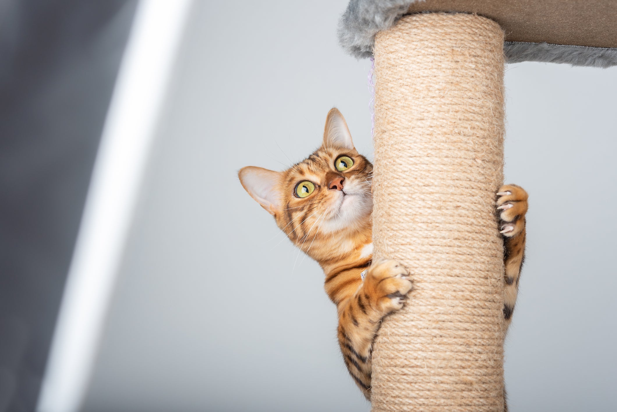 O arranhador para gatos é um cuidado essencial para manter o bem-estar do felino e tem vários modelos