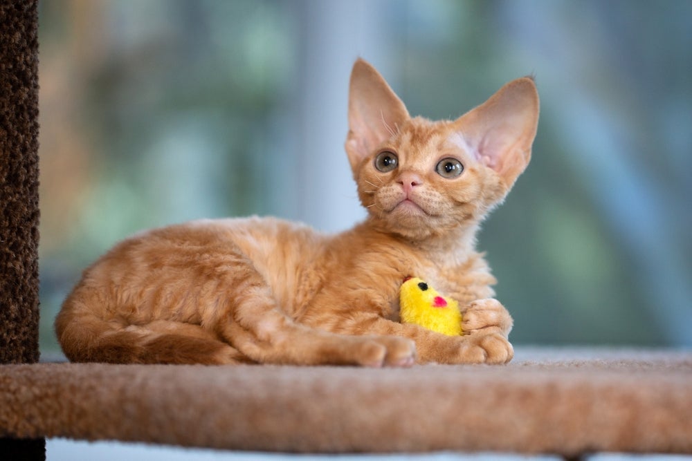 O Devon Rex é uma raça com pelagem encaracolada