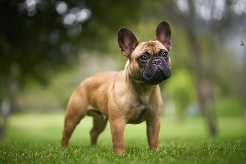 O cachorro Bulldog Francês é um cãopanheiro e tanto