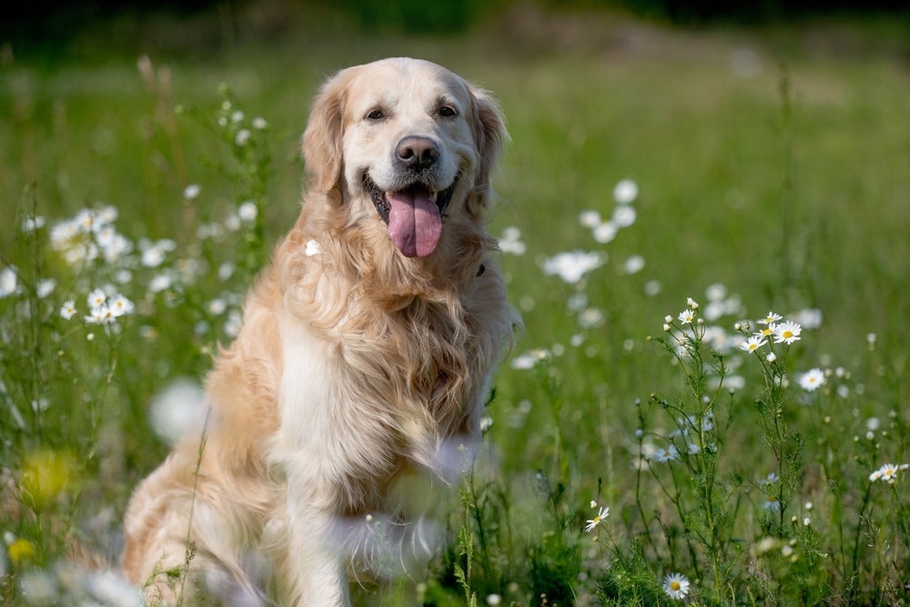 Cachorro Golden Retriever é pura simpatia e carisma