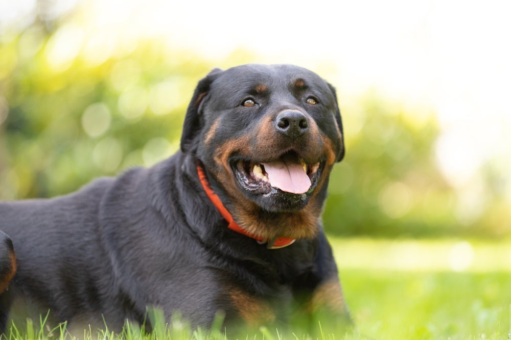 A raça Rottweiler esconde uma personalidade amigável