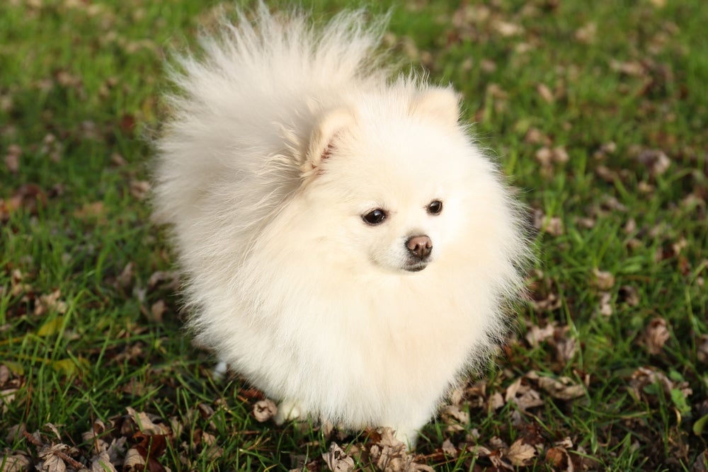 O Spitz Alemão, ou raça Lulu da Pomerânia, é encantador