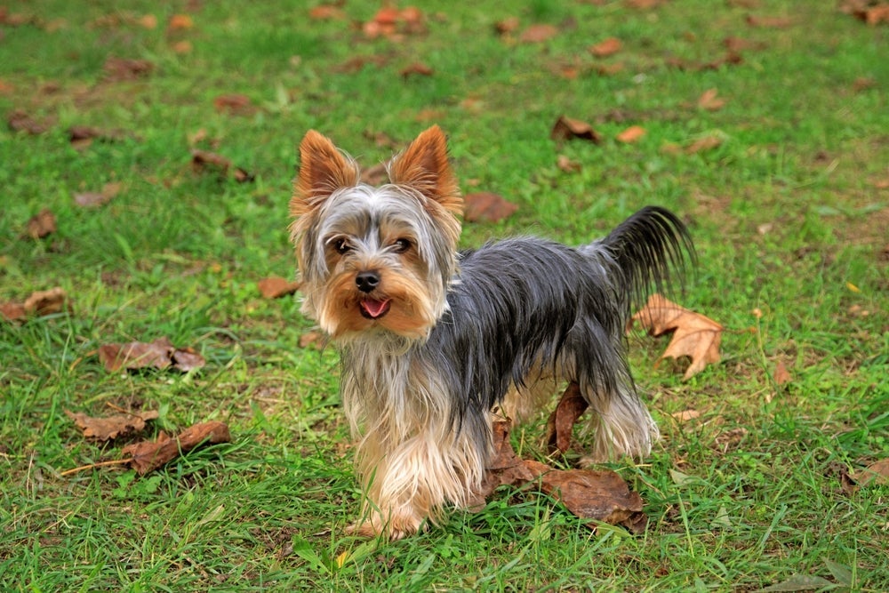 A raça de cachorro Yorkshire é sinônimo de fofura