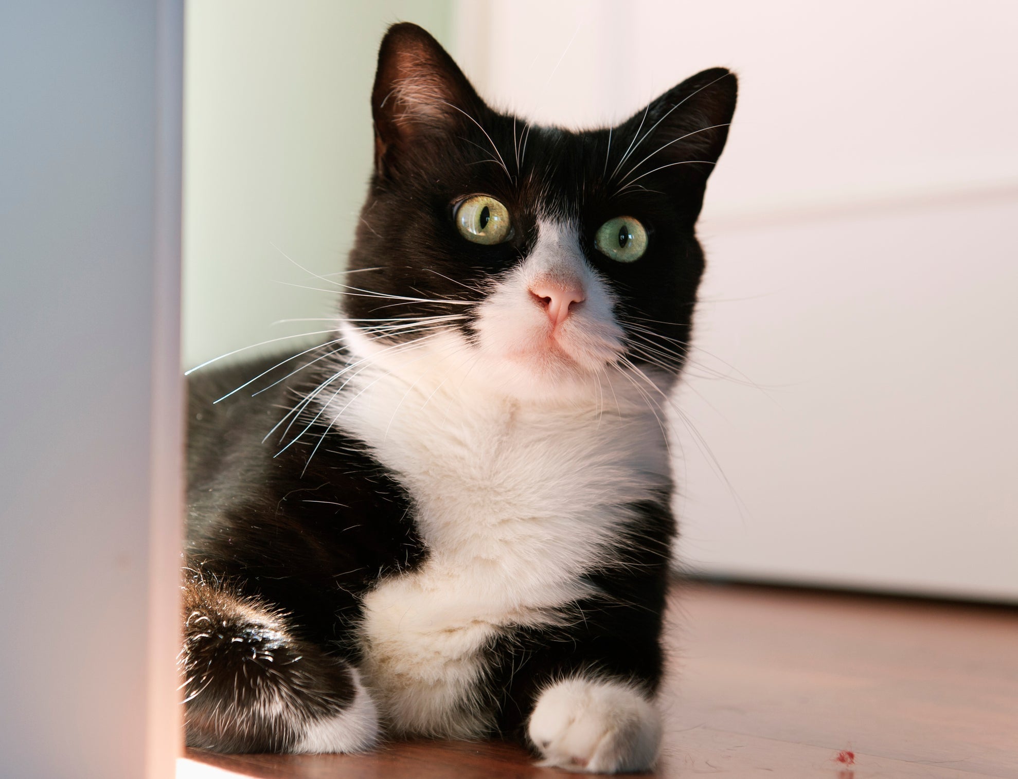 Gatinho frajola é pura fofura