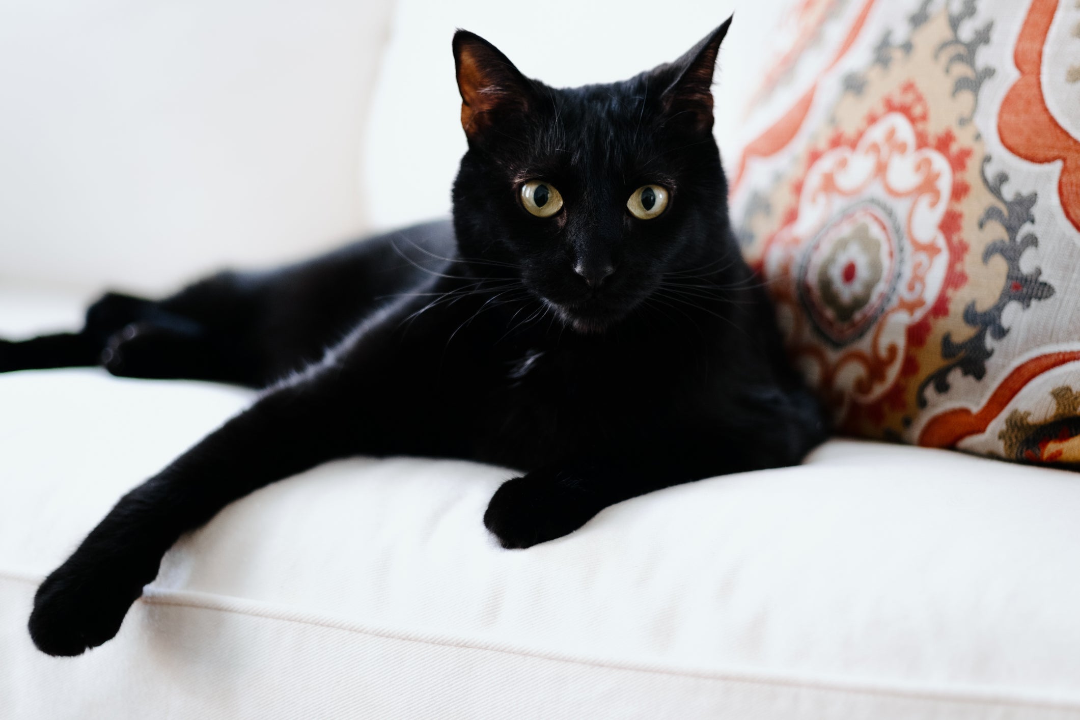 Assim como os cachorros, os gatos pretos são os menos adotados em abrigos