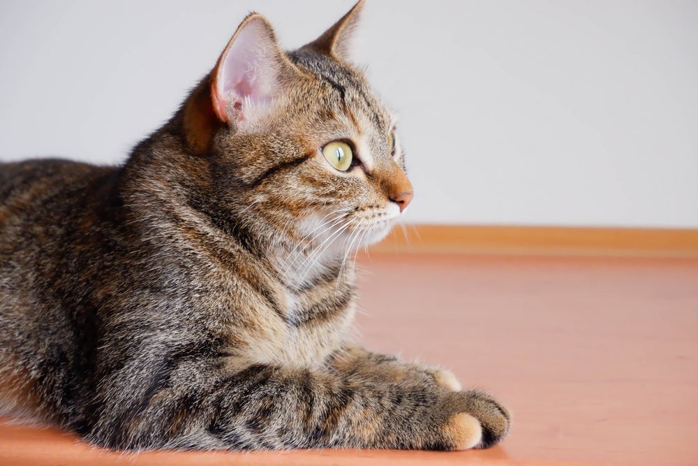 Gatos rajados são presença frequente em abrigos e podem ser cinzas ou marrons