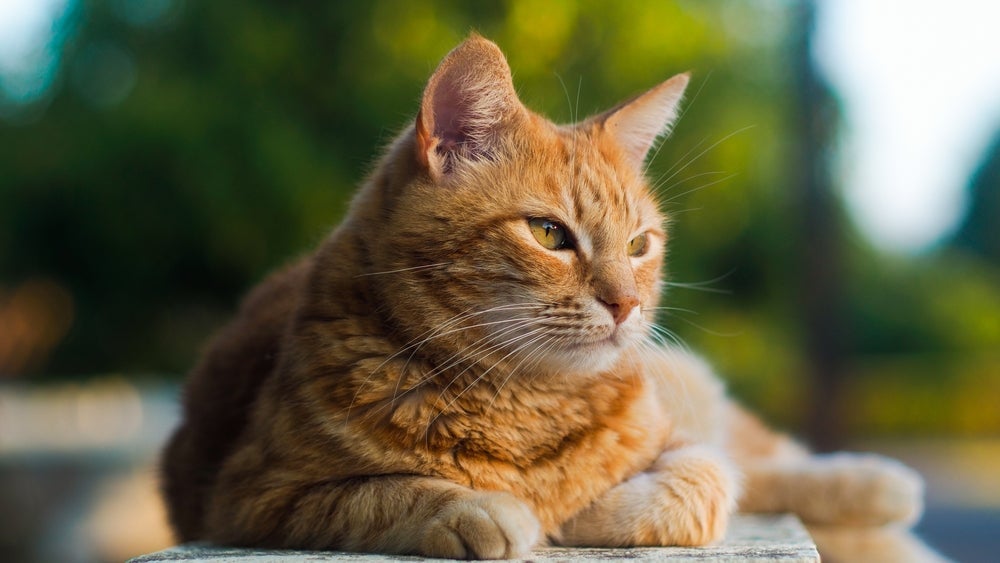O gato laranja vira-lata costuma ser brincalhão e bastante afetuoso com seu tutor