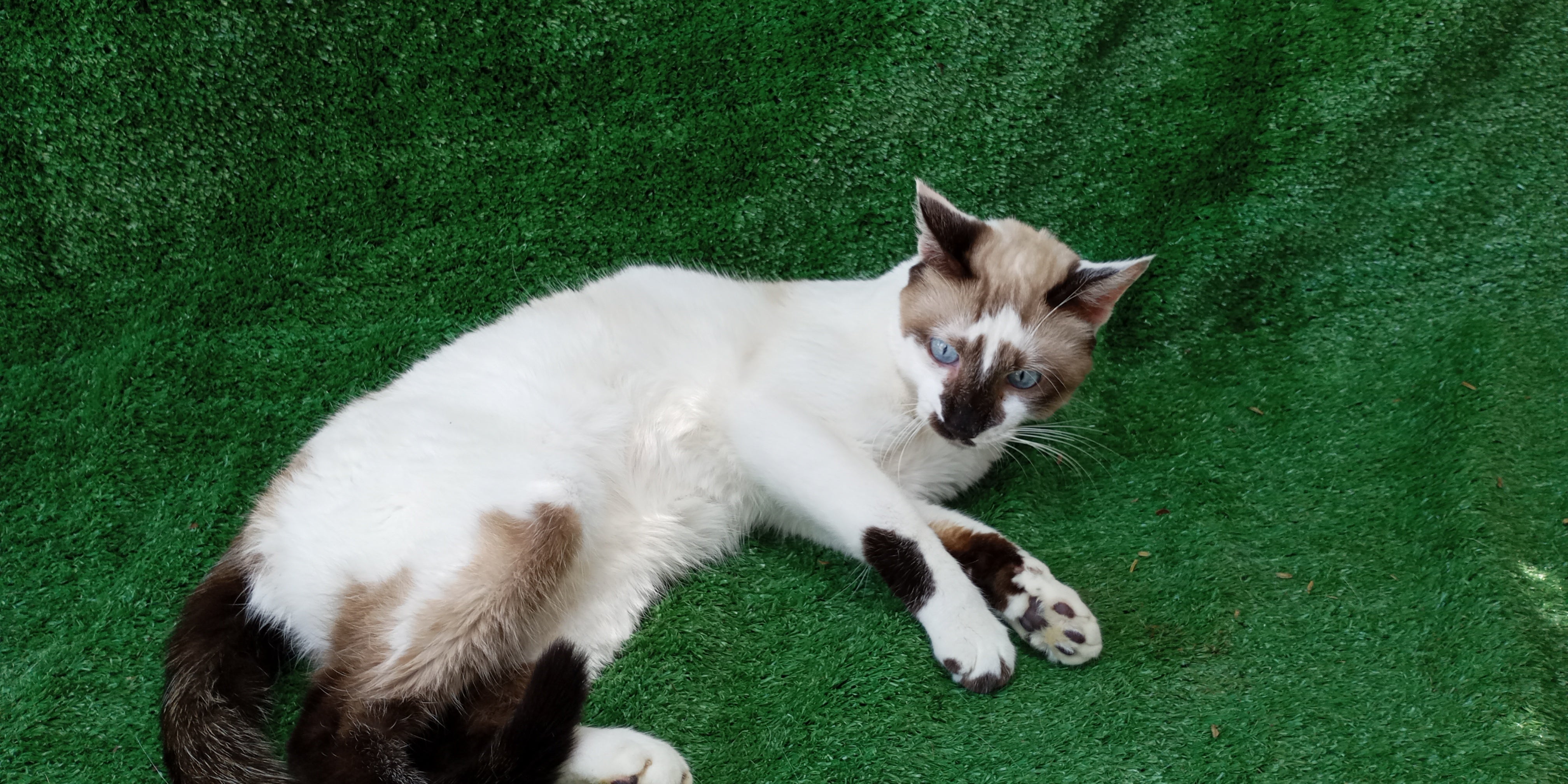 O Elton é um ex-gato de rua que foi resgatado (Créditos: AAANO)
