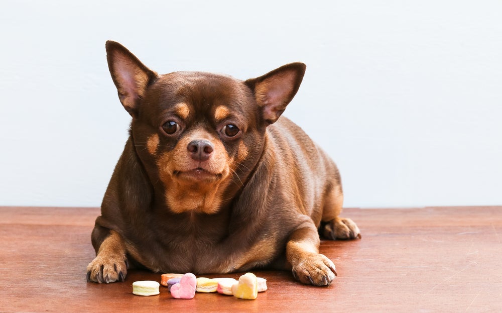 Diabetes em cachorro: evite a obesidade canina, pois ela favorece o surgimento da doença