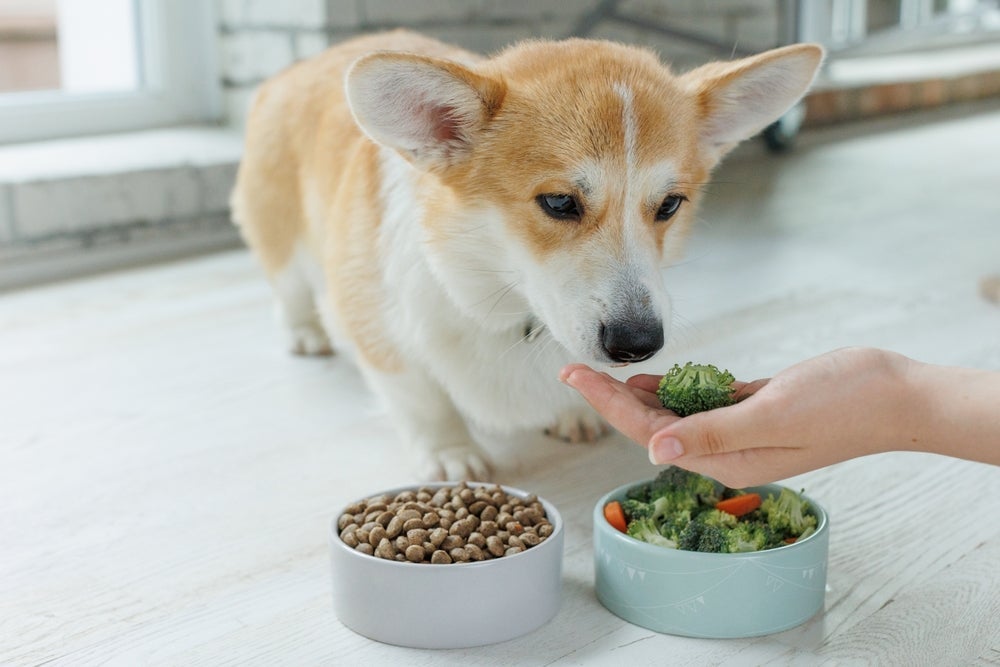 Além da ração, o cachorro com diabetes pode comer alguns petiscos moderadamente