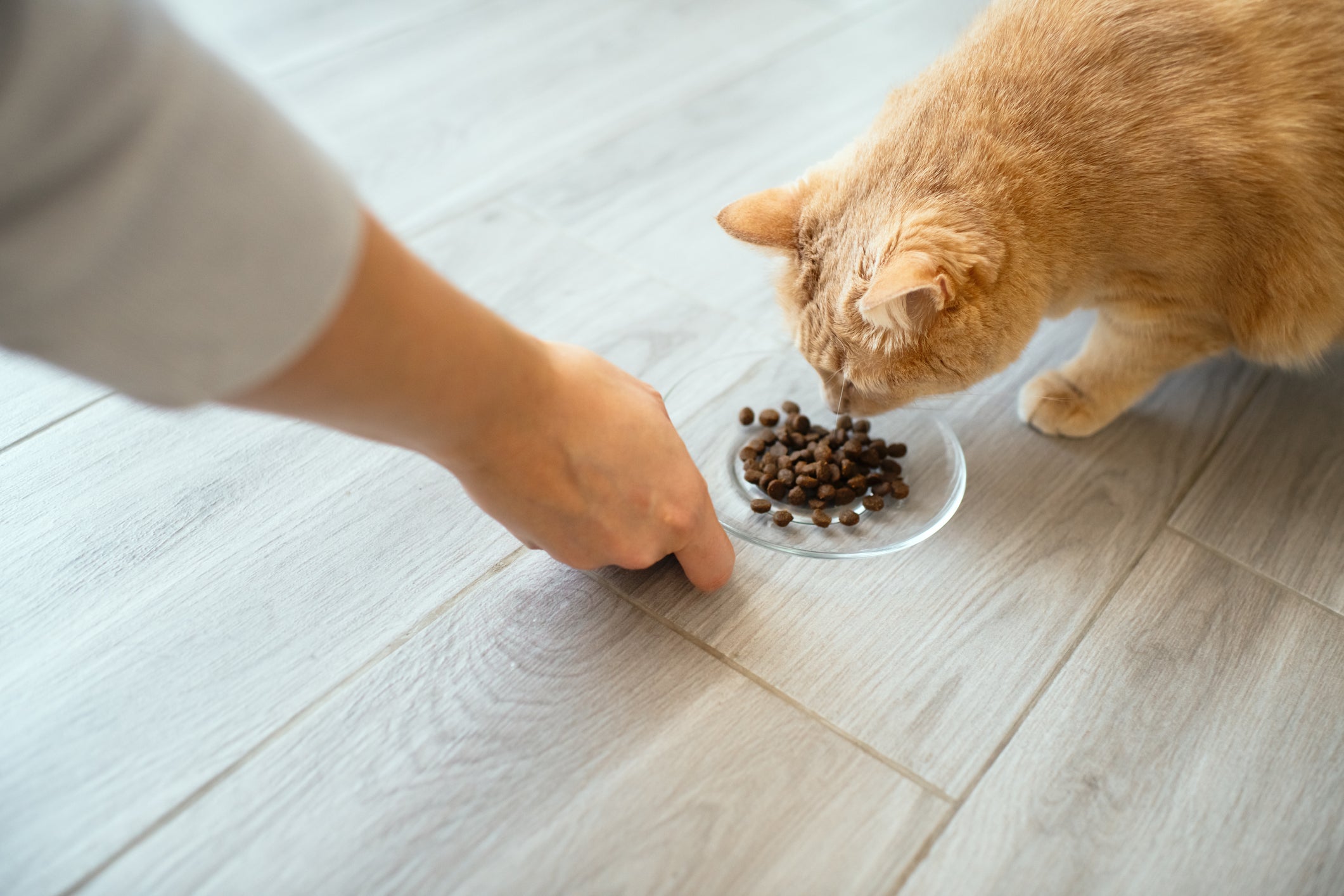 O gato com diabetes precisa de uma alimentação controlada