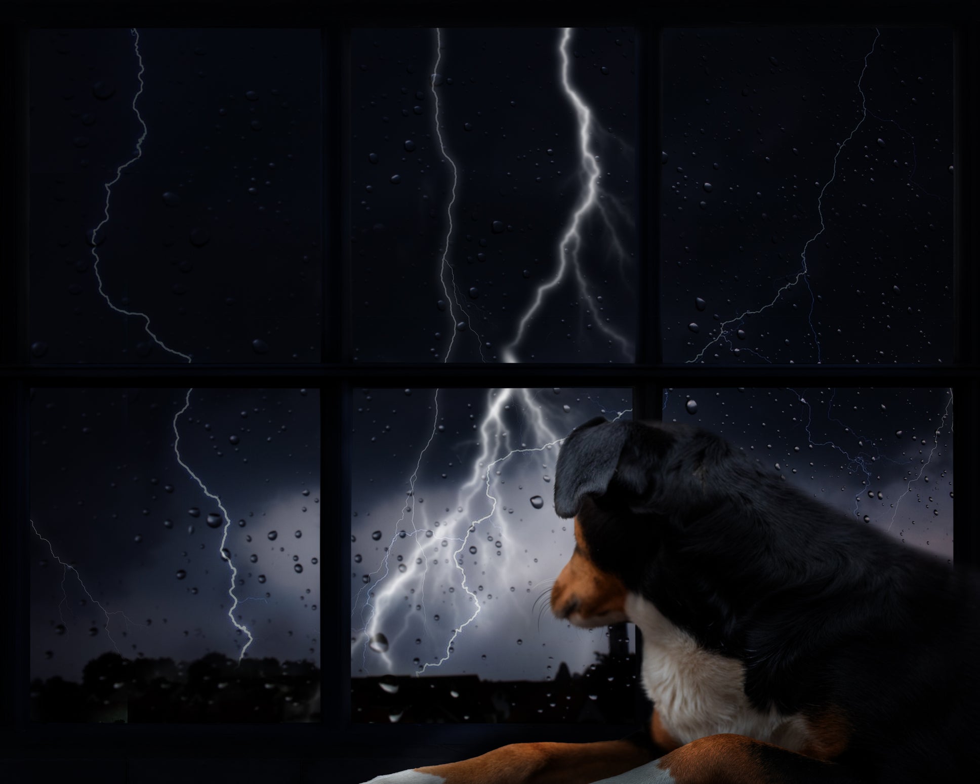 Para lidar com um cachorro com medo de trovão, é importante não fazer uma associação negativa com a chuva