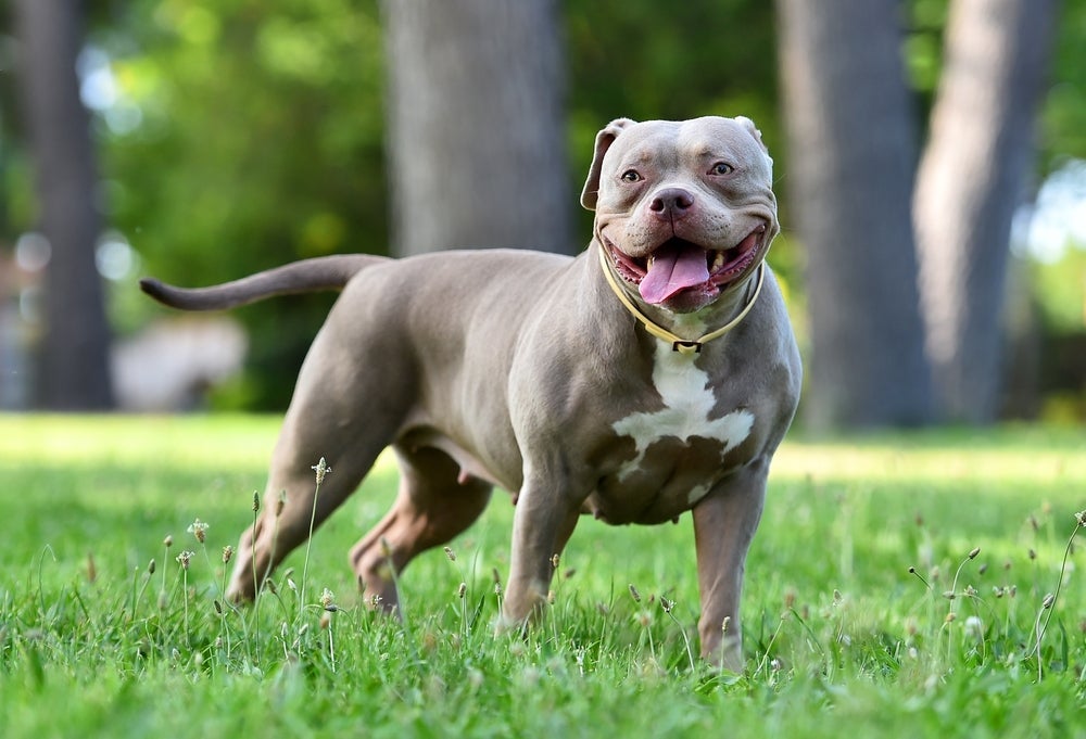 O American Bully surgiu da mistura do Pitbull com outras raças e é um cão mais dócil