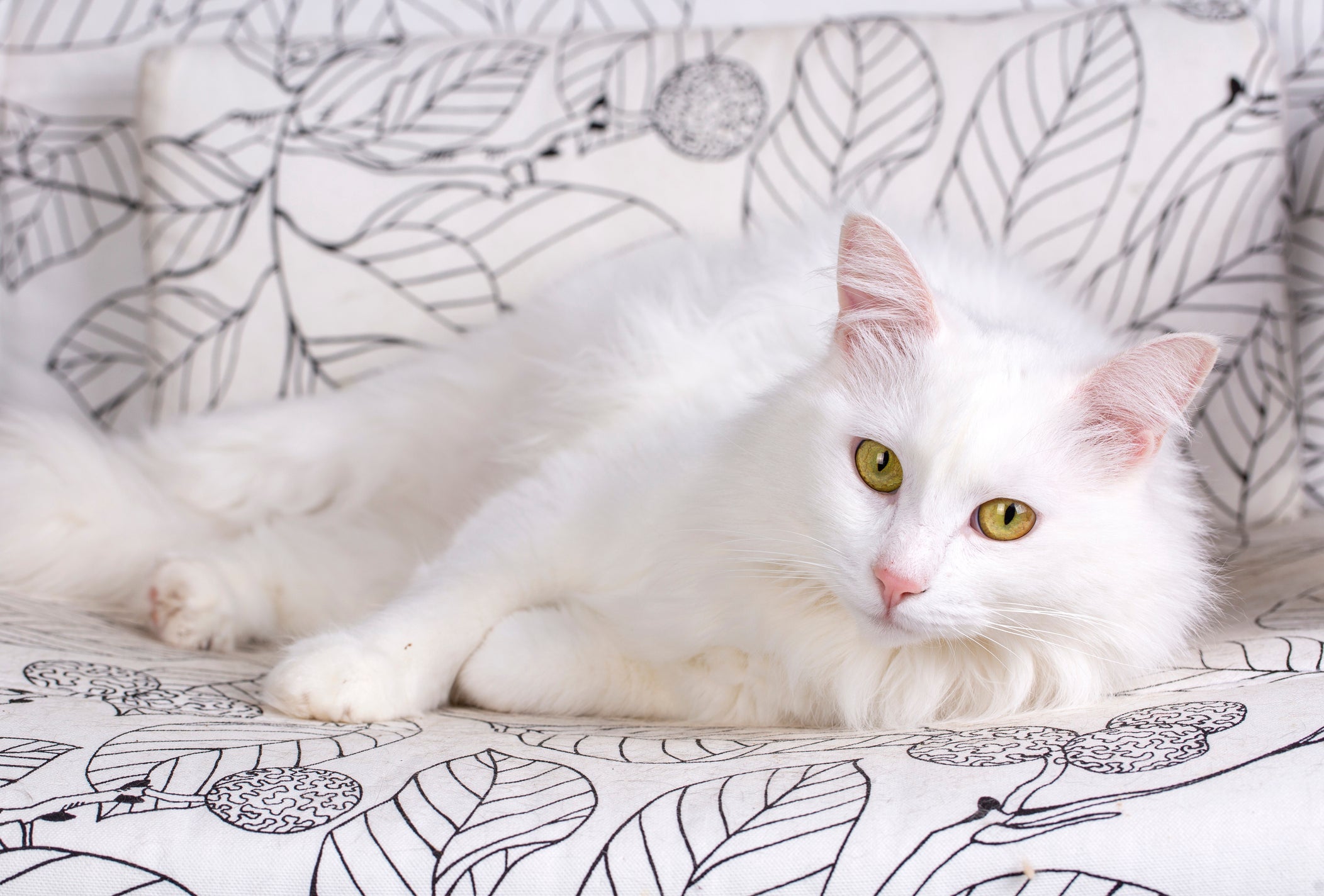 O gato Angorá tem aparência mais esguia, além de personalidade ativa e brincalhona