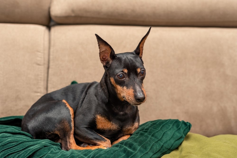 Apesar do tamanho pequeno, o Pinscher tem fama de cachorro bravo por latir com facilidade em qualquer situação