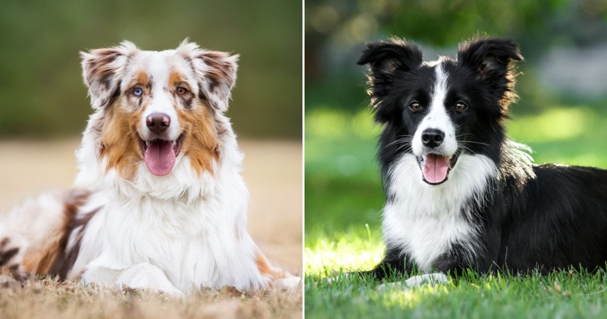 O Pastor Australiano (esq.) tem pelagem mais densa e o corpo mais robusto do que o Border Collie (dir.)